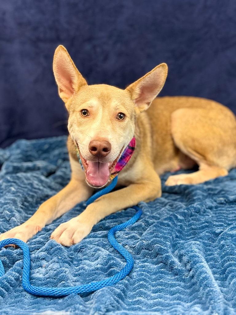 Pluto, a Adoptable mixed breed in Nacogdoches, TX image 4/5