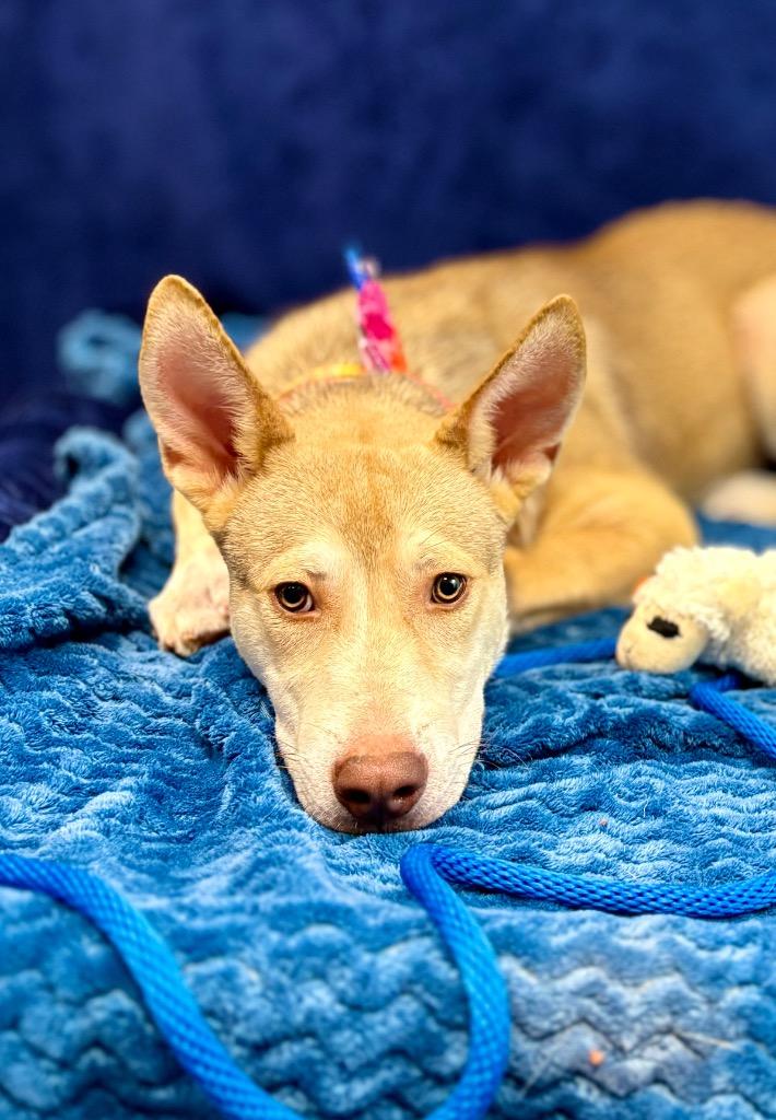 Pluto, a Adoptable mixed breed in Nacogdoches, TX image 5/5