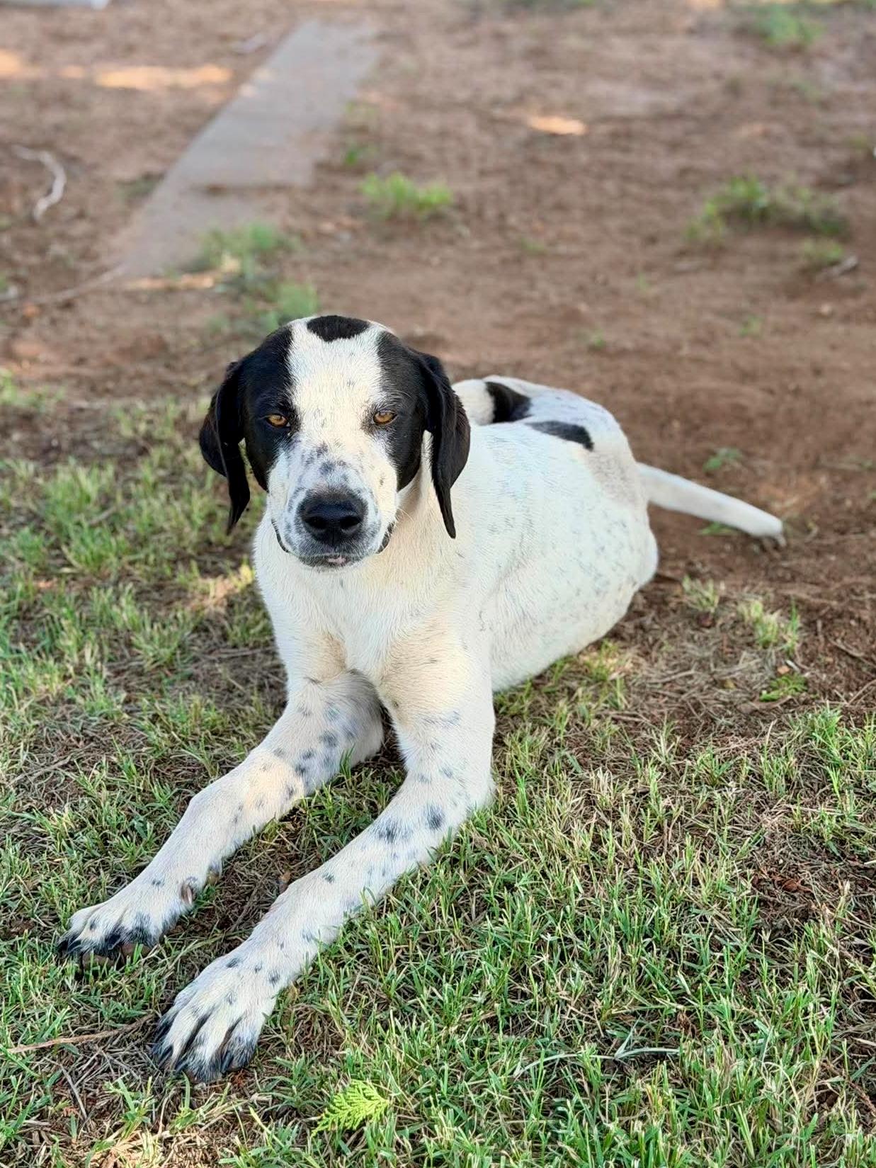 Enlarge Dot, a Adoptable mixed breed in Georgetown, TX image 4/4