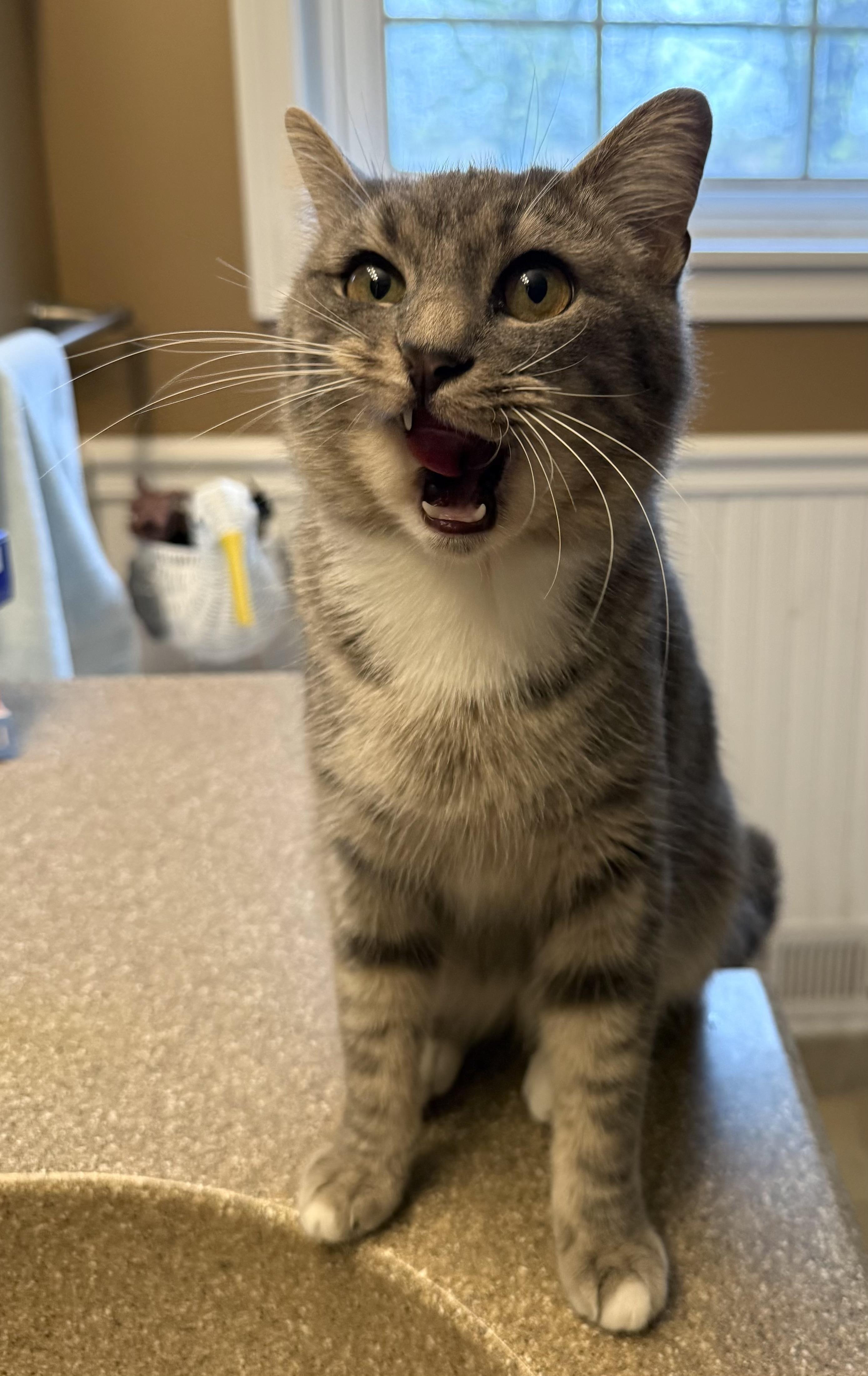 Flora, Adoptable, Young Female Domestic Short Hair.