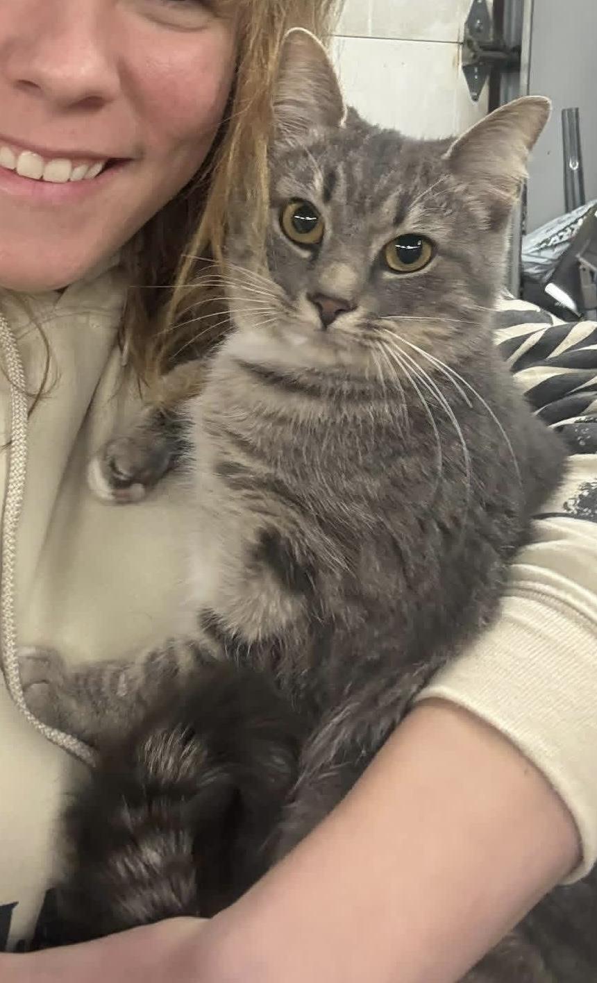 Enlarge Flora, a Adoptable Domestic Short Hair in Troy, MI image 2/5