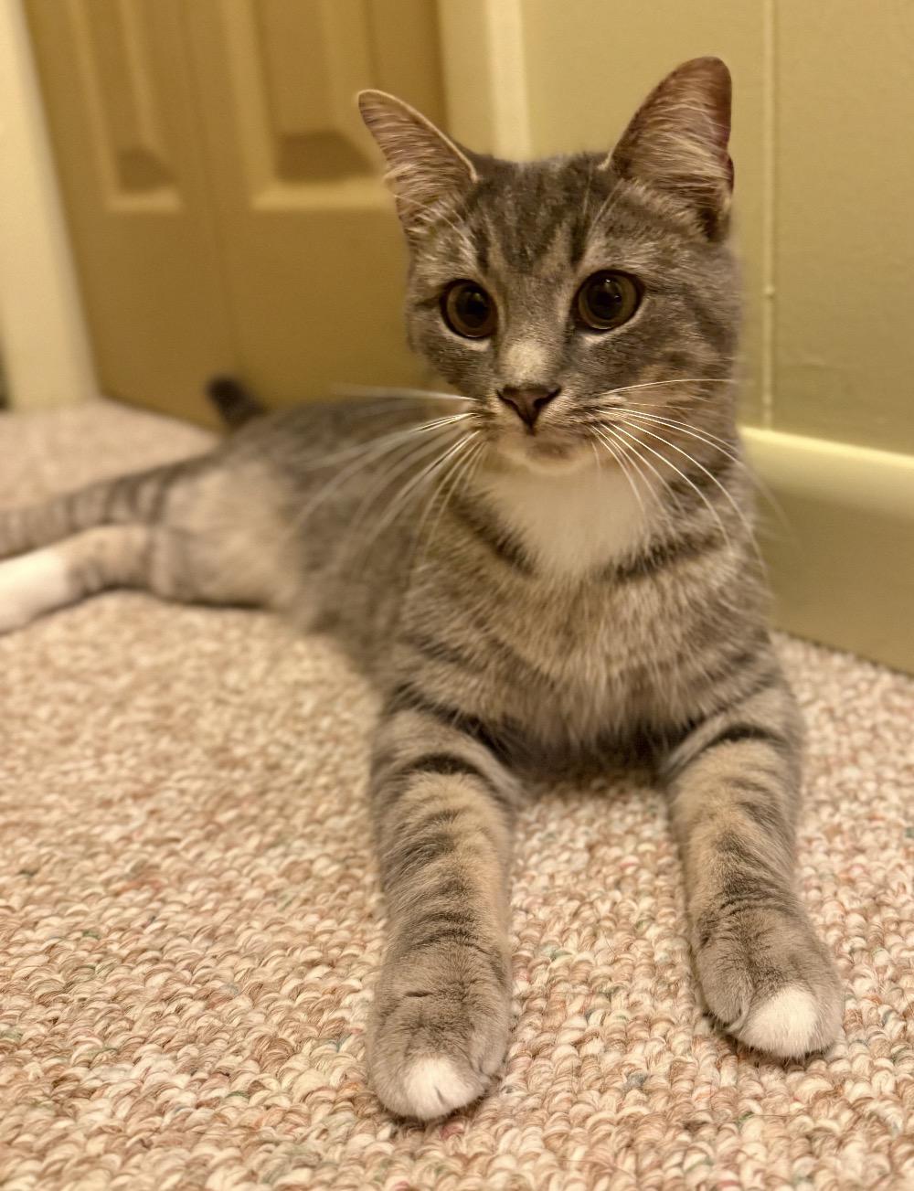 Enlarge Flora, a Adoptable Domestic Short Hair in Troy, MI image 3/5