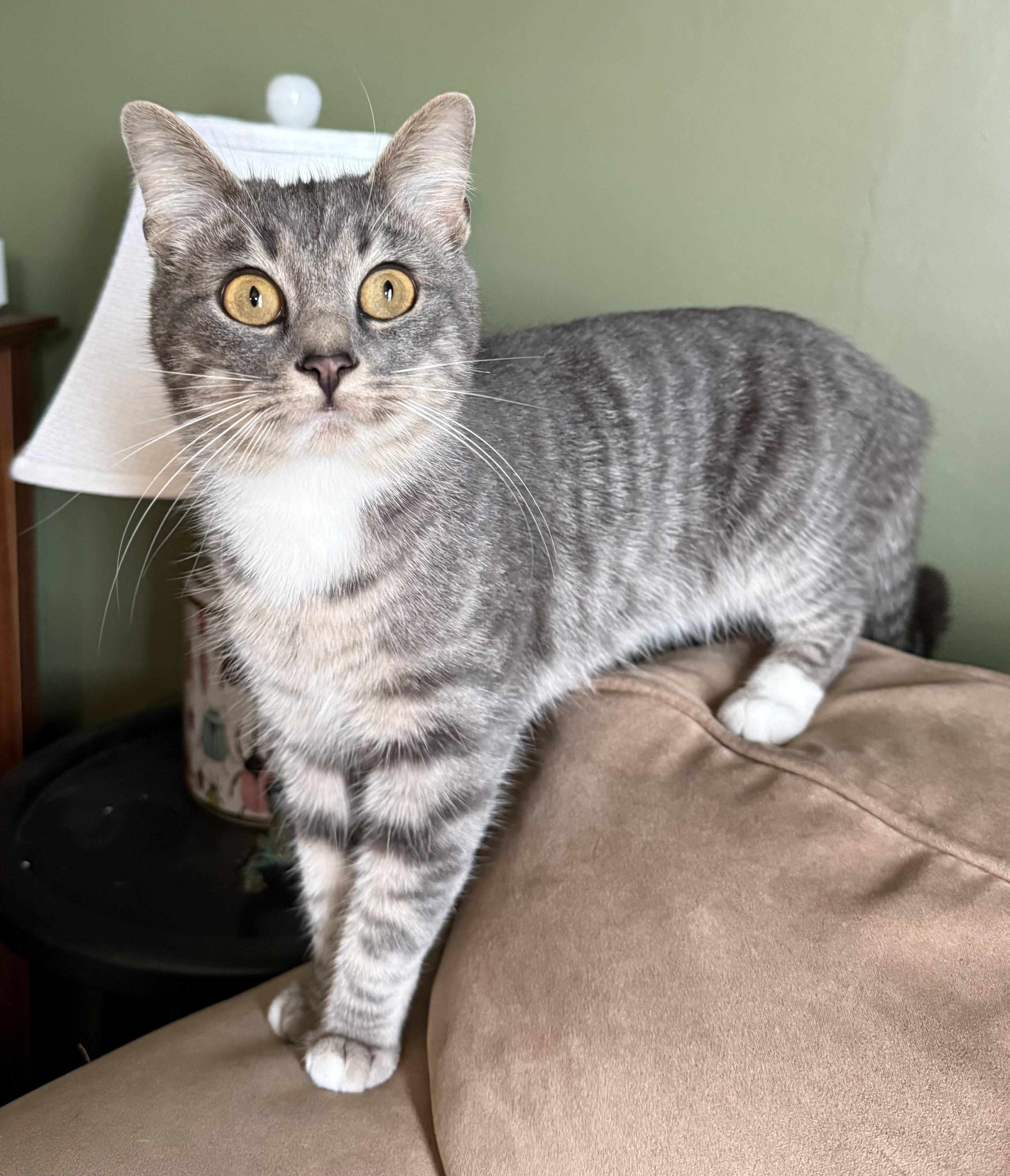 Enlarge Flora, a Adoptable Domestic Short Hair in Troy, MI image 4/5