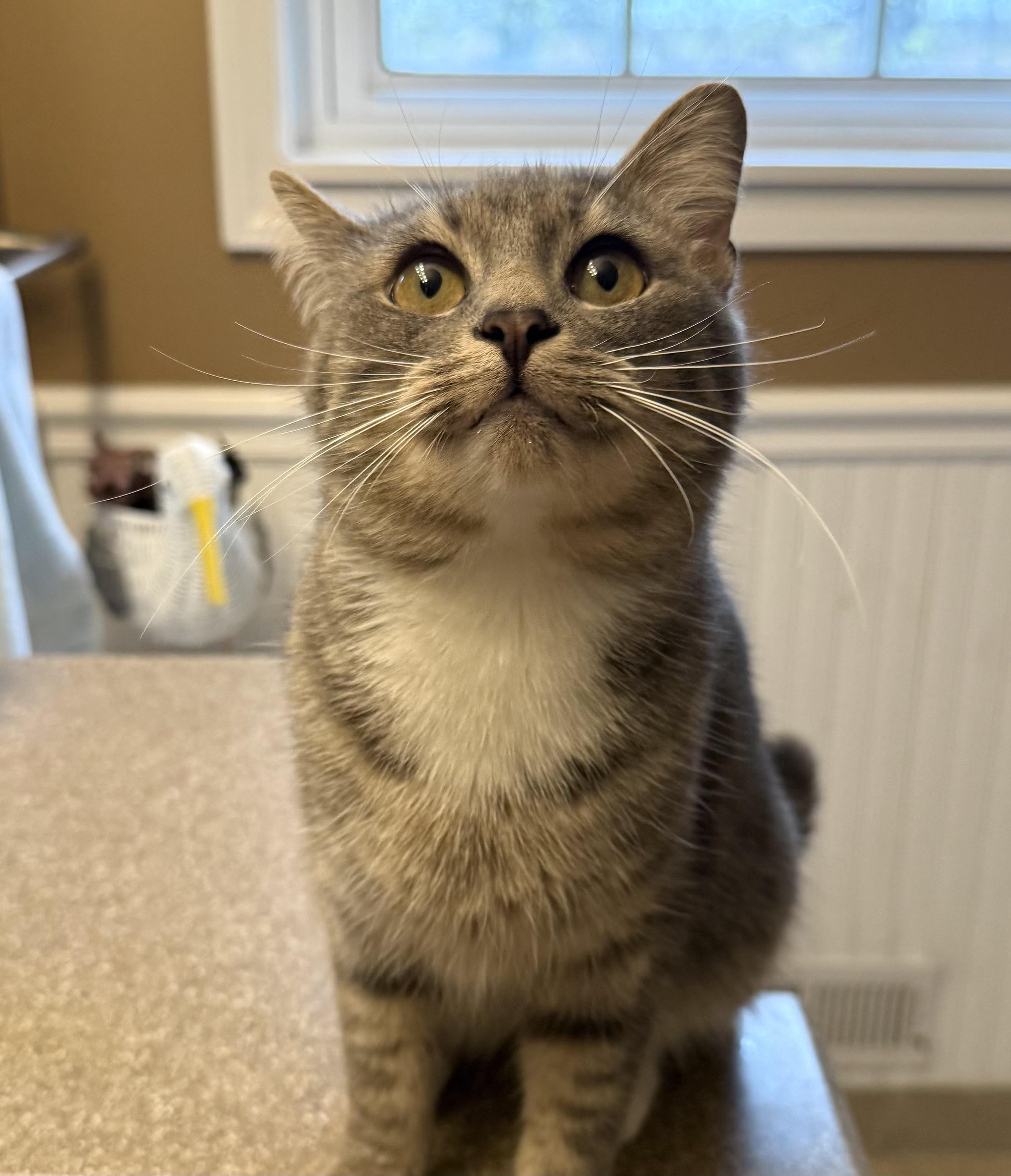 Enlarge Flora, a Adoptable Domestic Short Hair in Troy, MI image 5/5