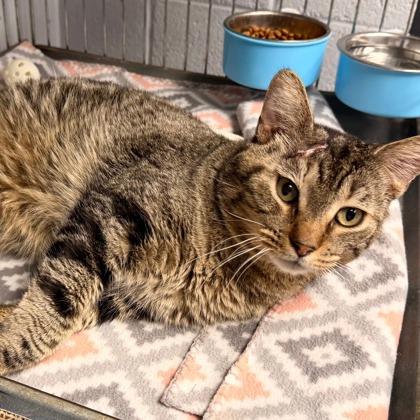 Enlarge Tyson, a Adoptable mixed breed in Beatrice, NE image 1/1