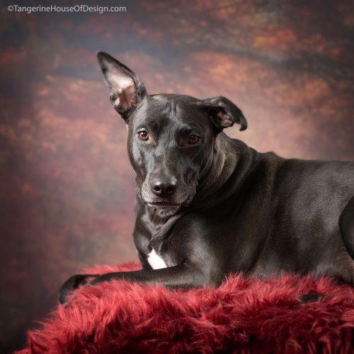 Jill, Adoptable, Senior Female Mixed Breed & Pit Bull Terrier.