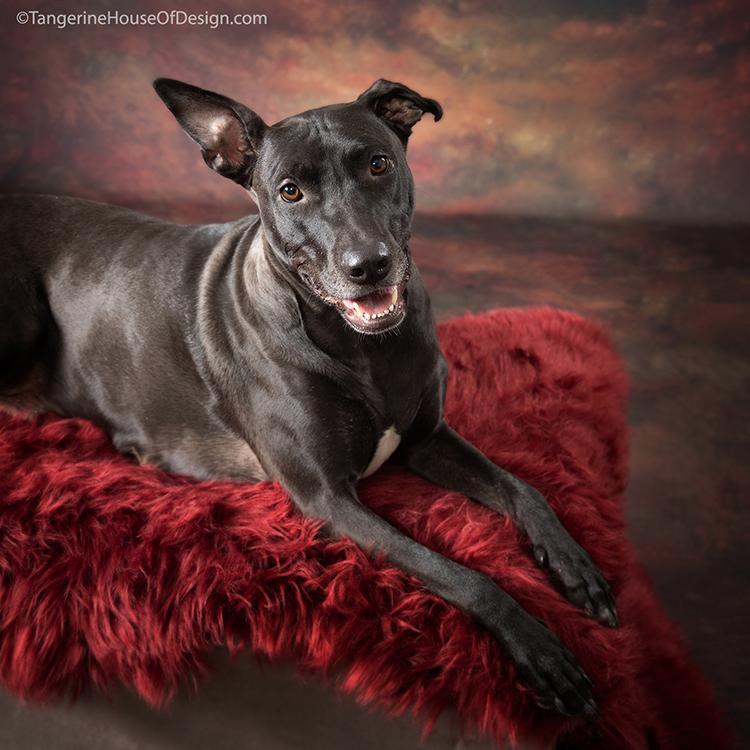 Enlarge Jill, a Adoptable mixed breed in Minneapolis, MN image 2/6