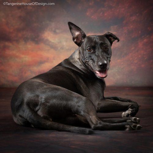 Enlarge Jill, a Adoptable mixed breed in Minneapolis, MN image 3/6