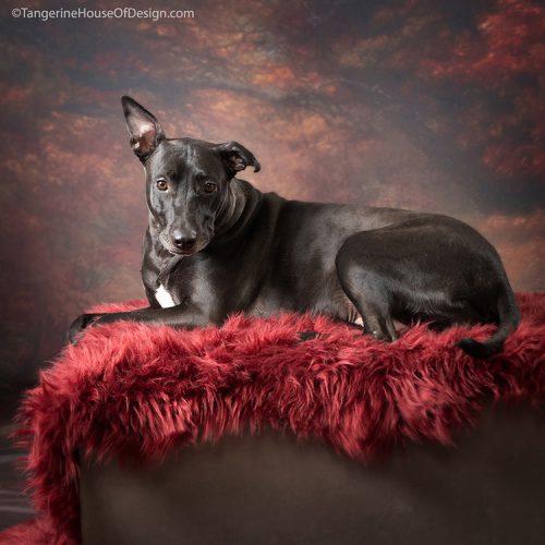 Enlarge Jill, a Adoptable mixed breed in Minneapolis, MN image 4/6