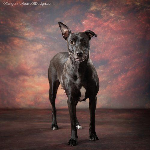 Enlarge Jill, a Adoptable mixed breed in Minneapolis, MN image 5/6
