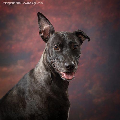 Enlarge Jill, a Adoptable mixed breed in Minneapolis, MN image 6/6