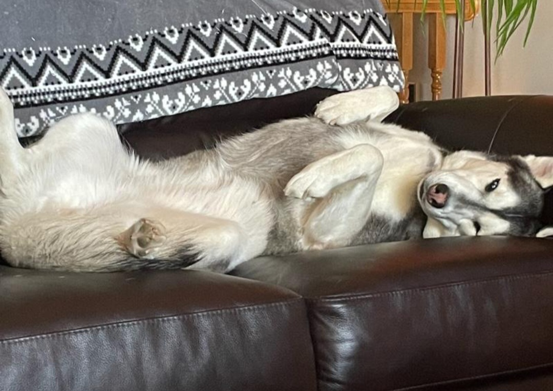 Dog for adoption Chloe, a Siberian Husky Mix in Plattsmouth, NE