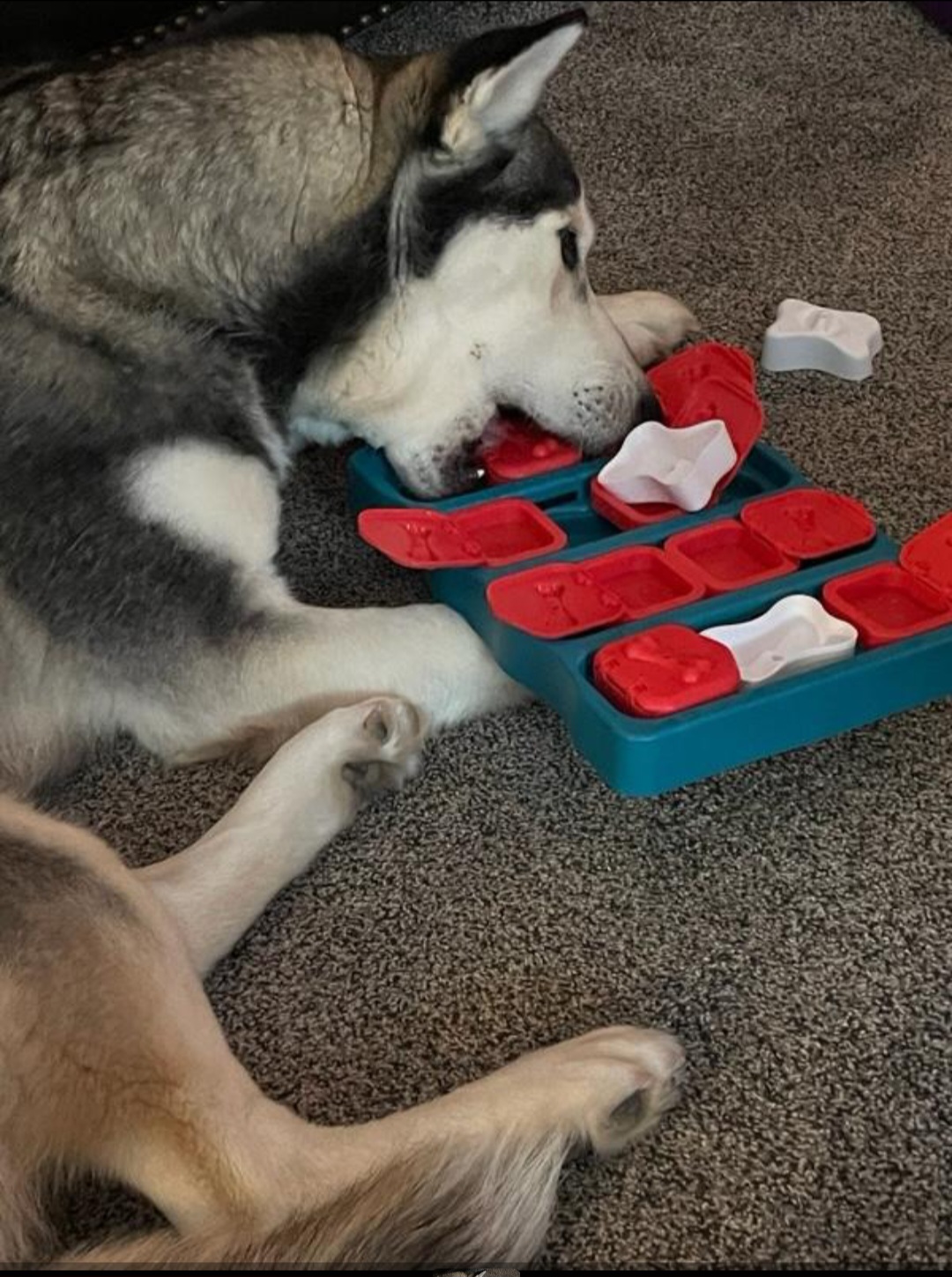 Dog for adoption Chloe, a Siberian Husky Mix in Plattsmouth, NE