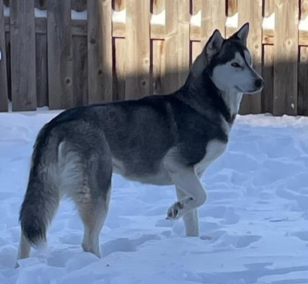Dog for adoption Chloe, a Siberian Husky Mix in Plattsmouth, NE