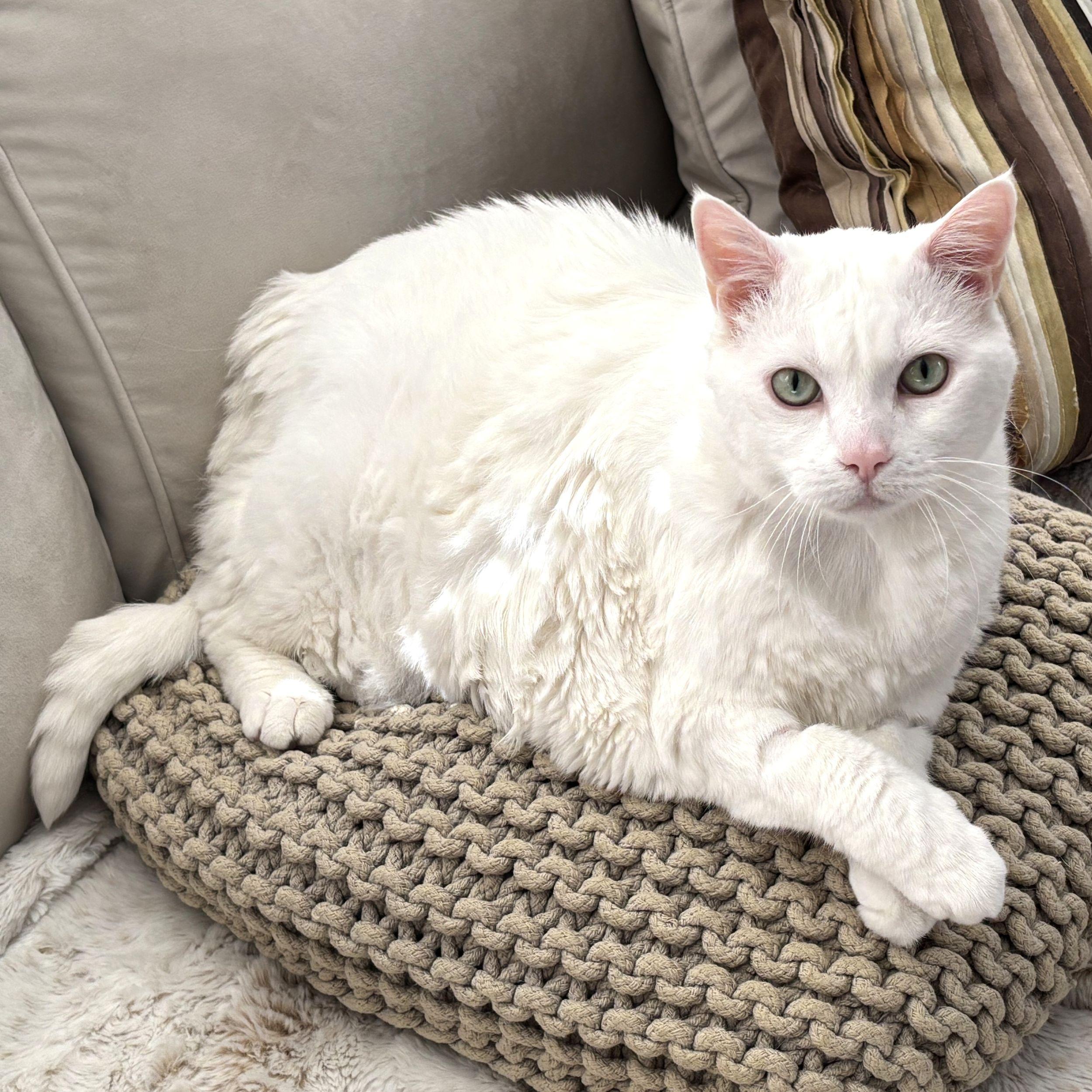 Tinkerbell, an adoptable Domestic Short Hair in Calgary, AB, T2E 3Z7 | Photo Image 3