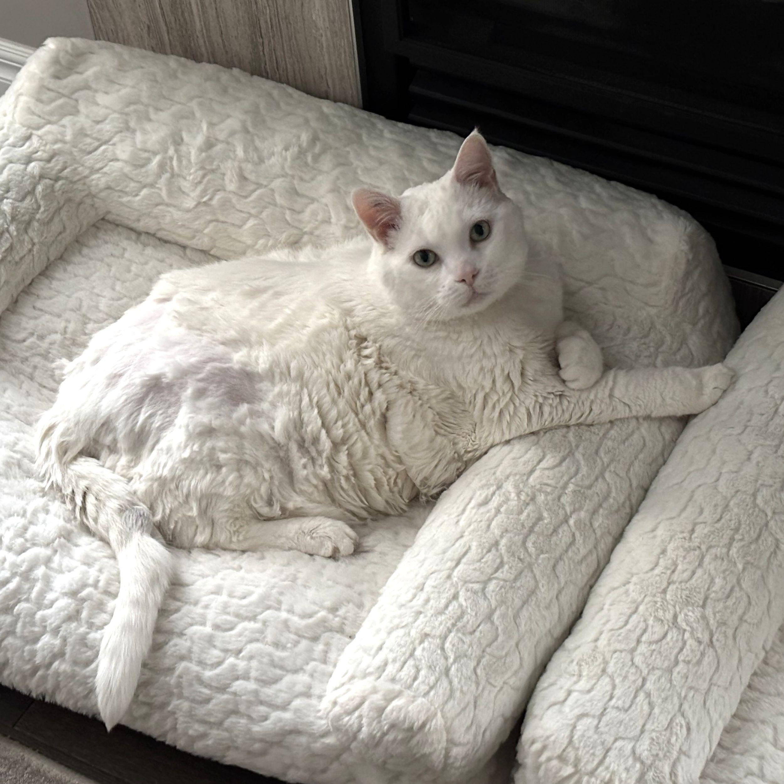 Tinkerbell, an adoptable Domestic Short Hair in Calgary, AB, T2E 3Z7 | Photo Image 2