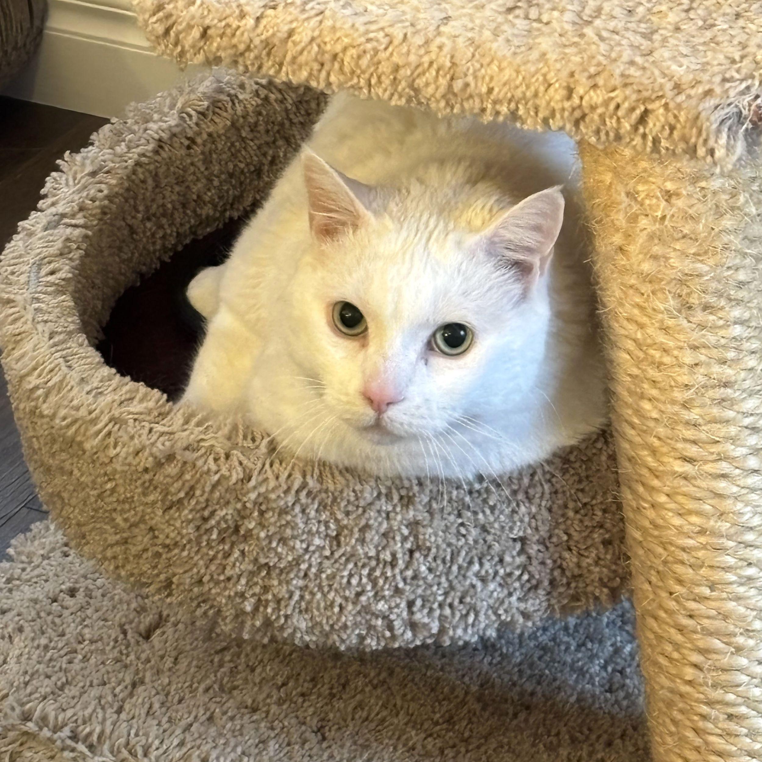 Tinkerbell, an adoptable Domestic Short Hair in Calgary, AB, T2E 3Z7 | Photo Image 1
