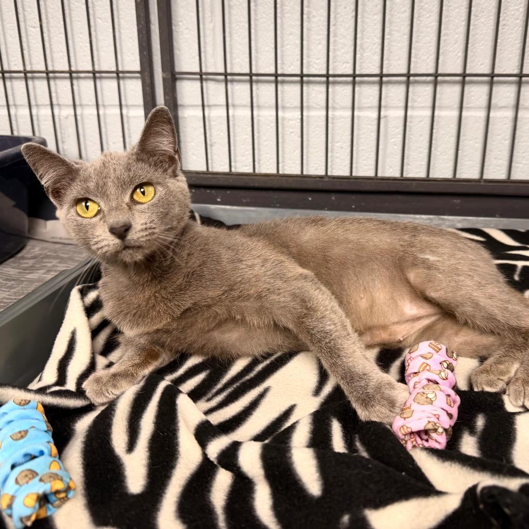 Alaston, Adoptable, Adult Female Domestic Short Hair.