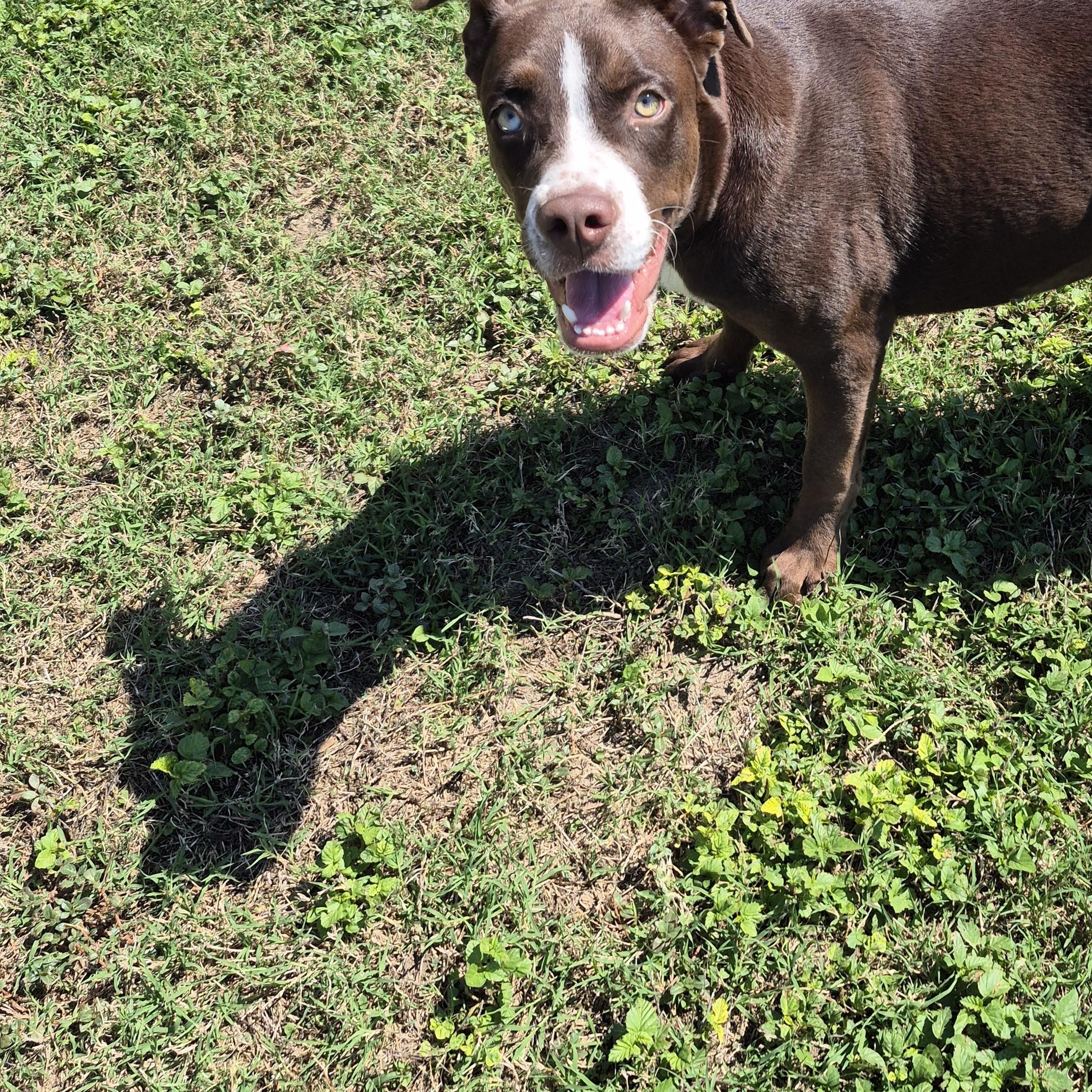 Enlarge Marbella, a Adoptable Mixed Breed in Schertz, TX image 1/3