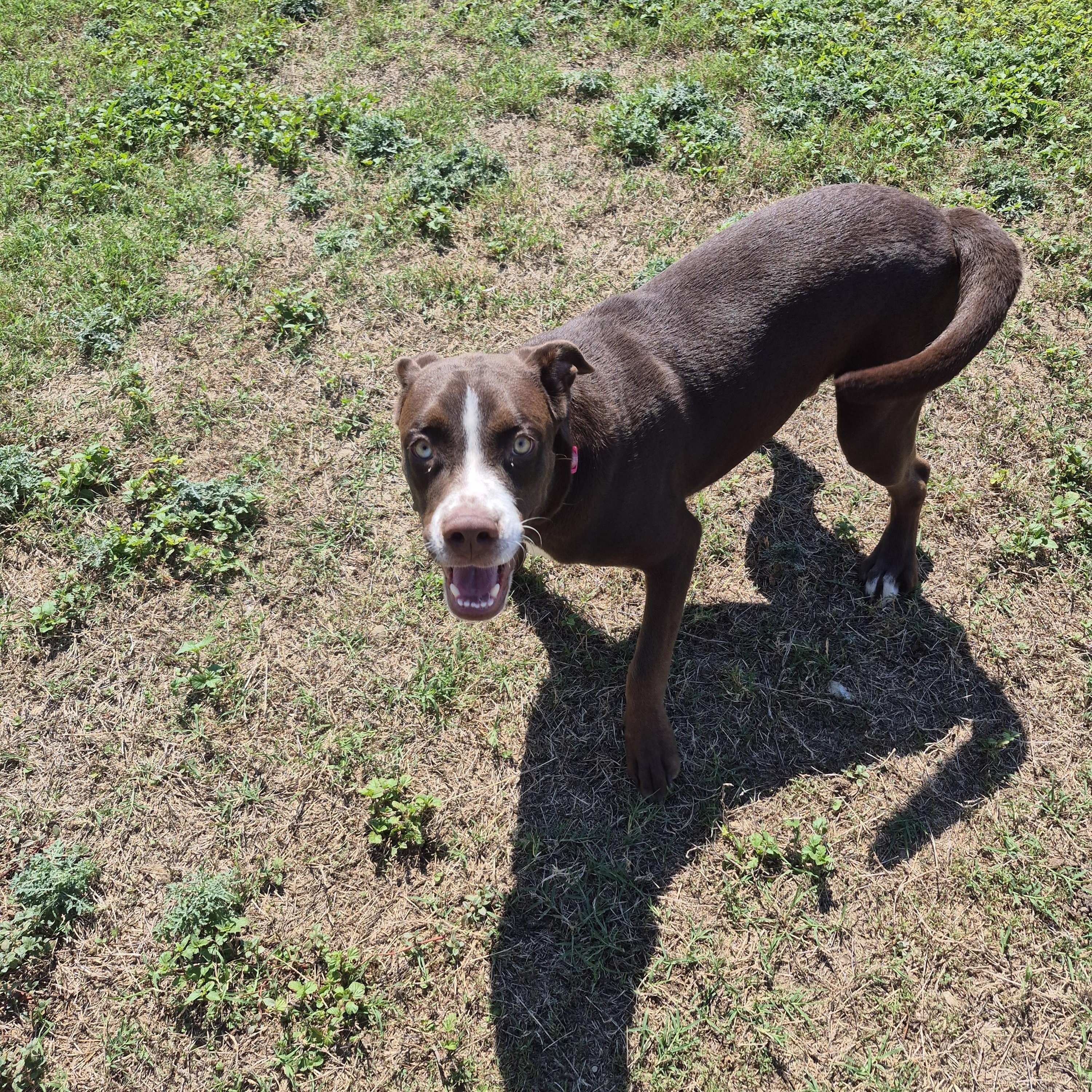 Enlarge Marbella, a Adoptable Mixed Breed in Schertz, TX image 2/3