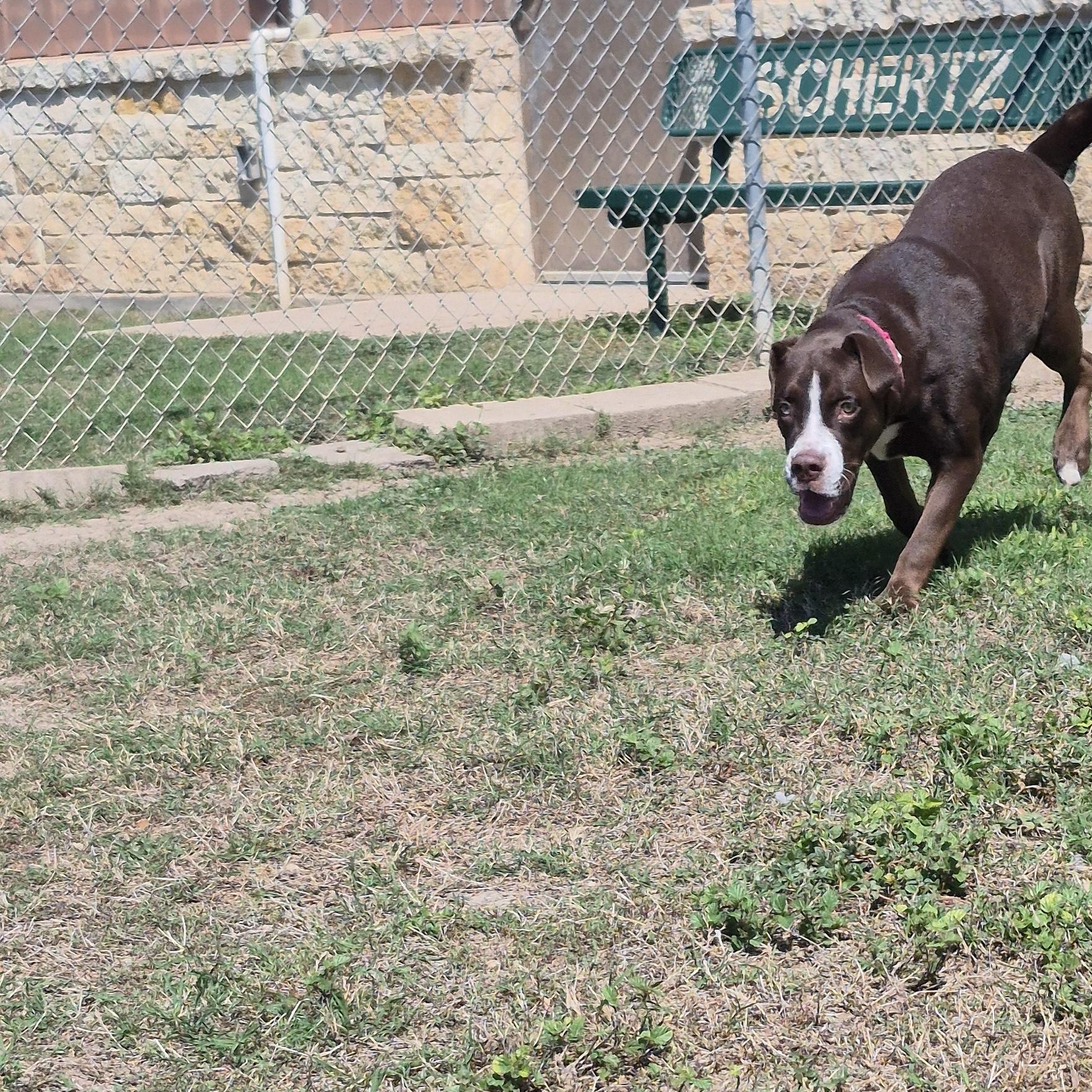 Enlarge Marbella, a Adoptable Mixed Breed in Schertz, TX image 3/3