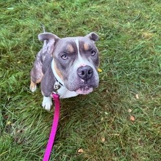 Ghost, Adoptable, Adult Male Pit Bull Terrier.