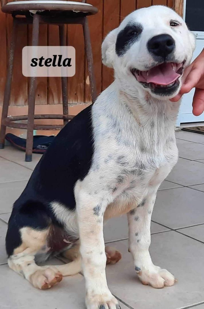 Stella, Adoptable, Puppy Female Labrador Retriever.
