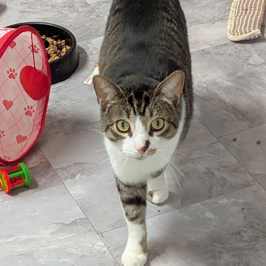 Ghost, Adoptable, Adult Male Domestic Short Hair.