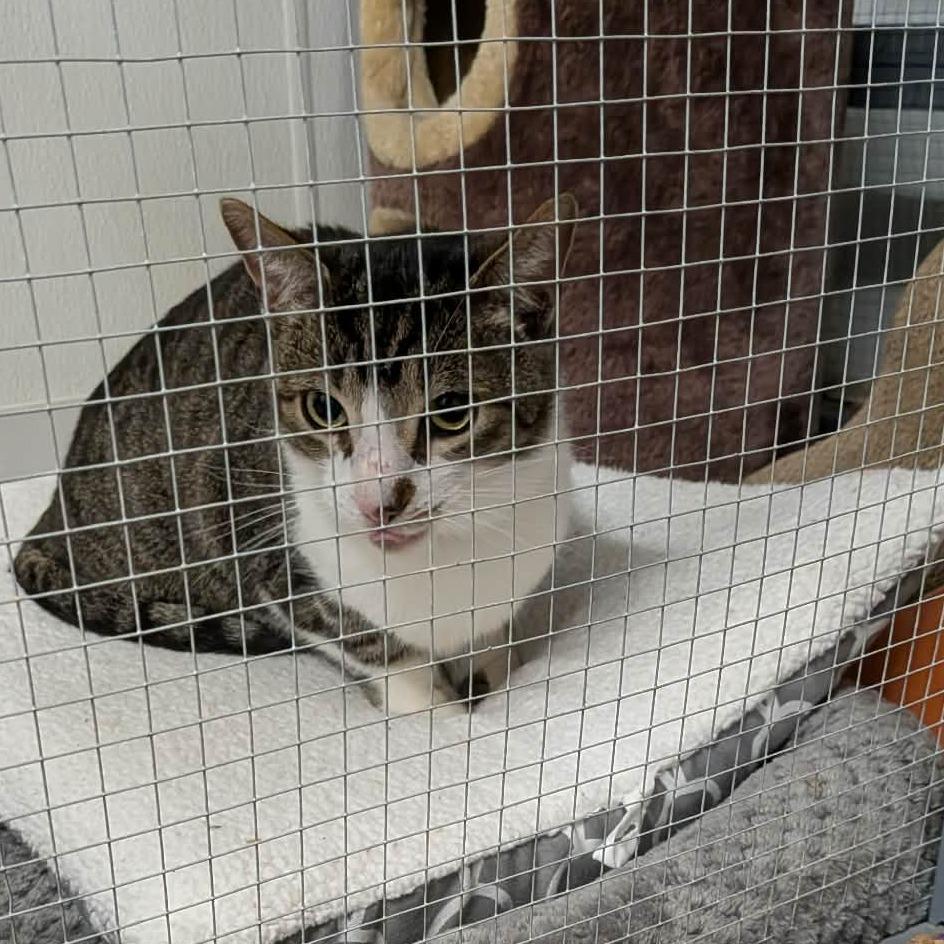 Ghost, a Adoptable Domestic Short Hair in Greenville, PA image 1/3