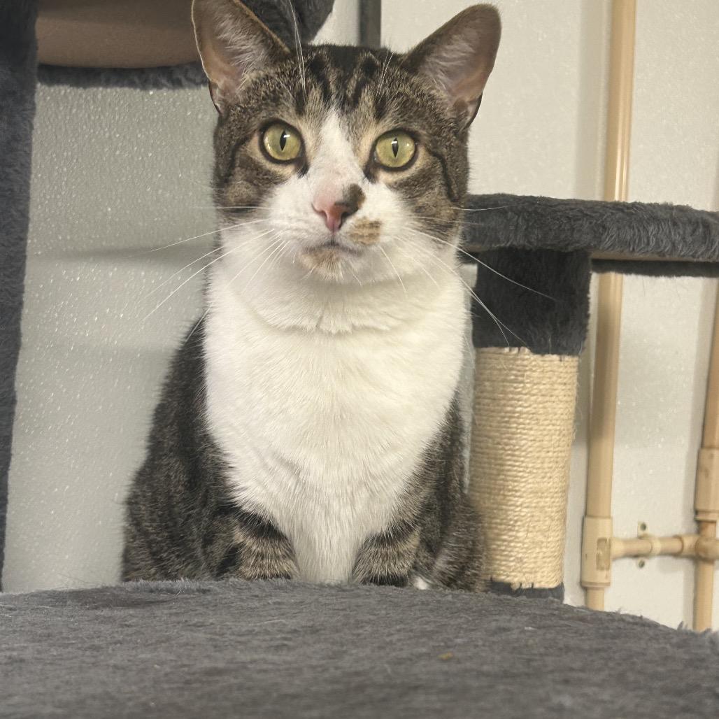 Enlarge Ghost, a Adoptable Domestic Short Hair in Greenville, PA image 2/6