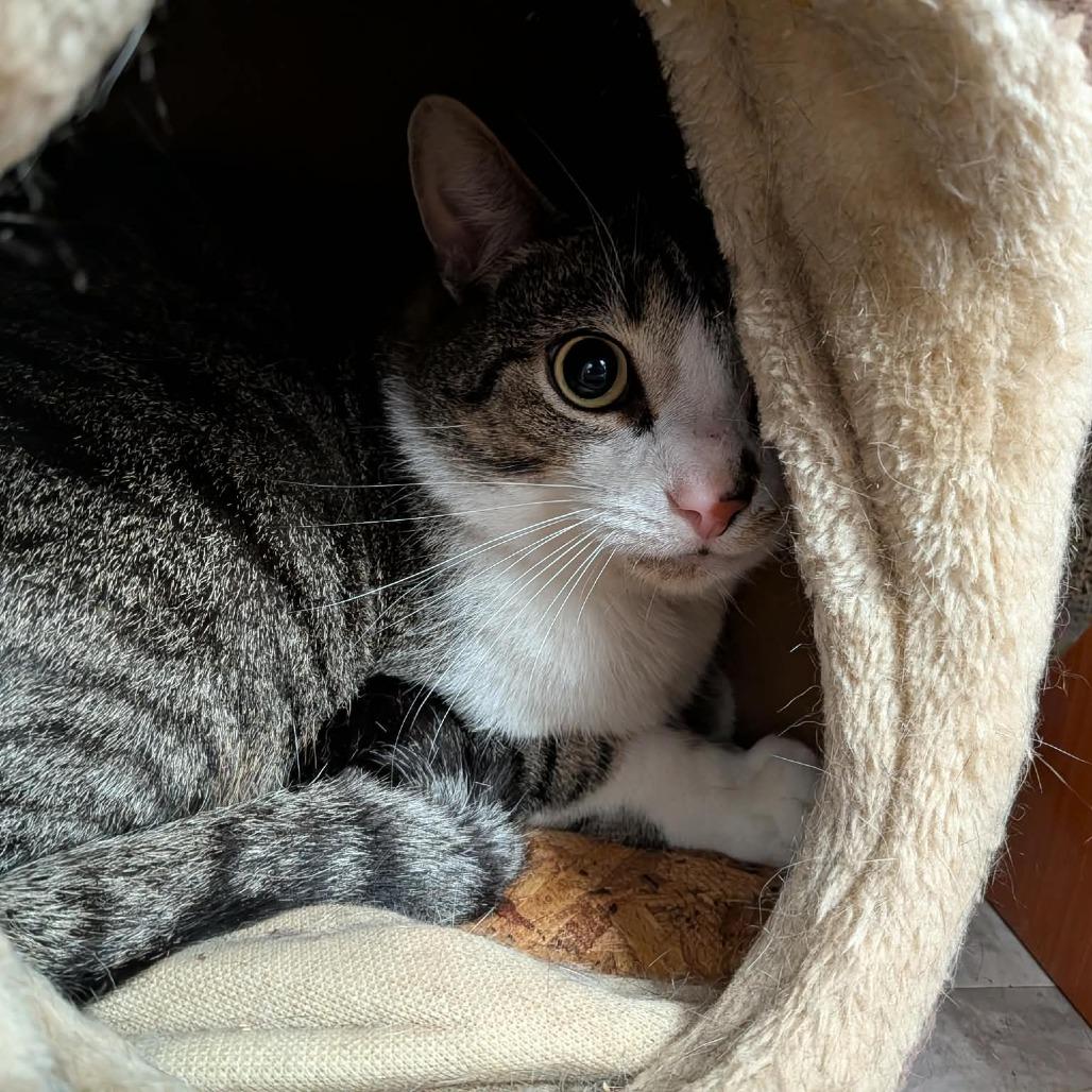 Ghost, a Adoptable Domestic Short Hair in Greenville, PA image 2/3