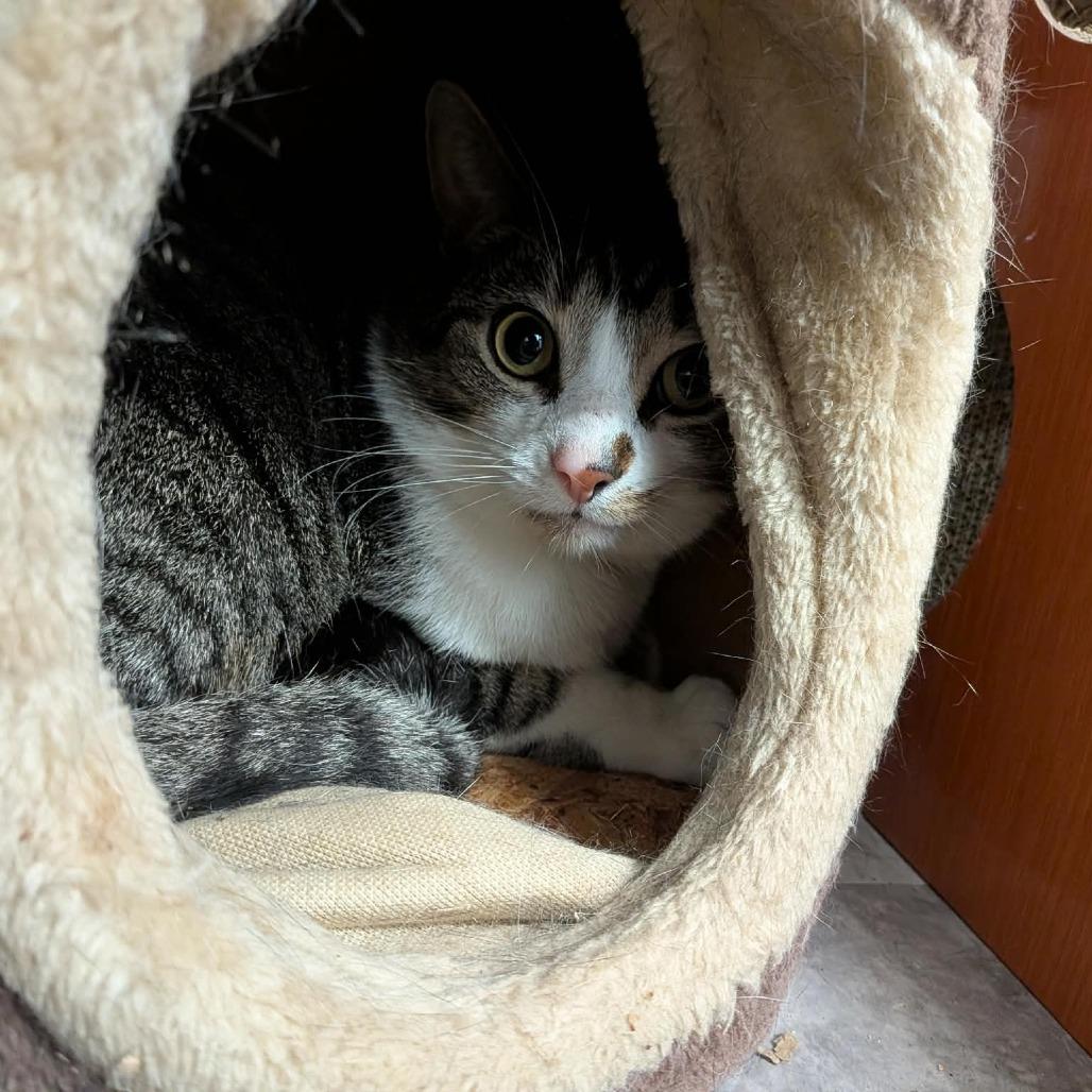 Ghost, a Adoptable Domestic Short Hair in Greenville, PA image 3/3