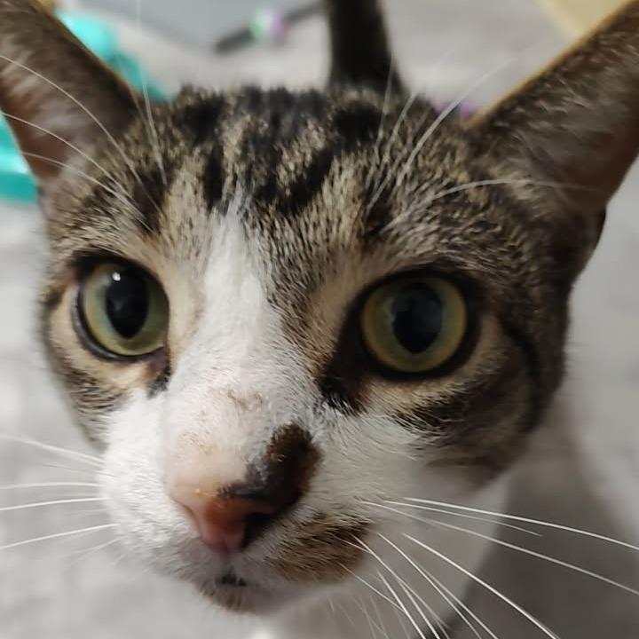 Enlarge Ghost, a Adoptable Domestic Short Hair in Greenville, PA image 4/4