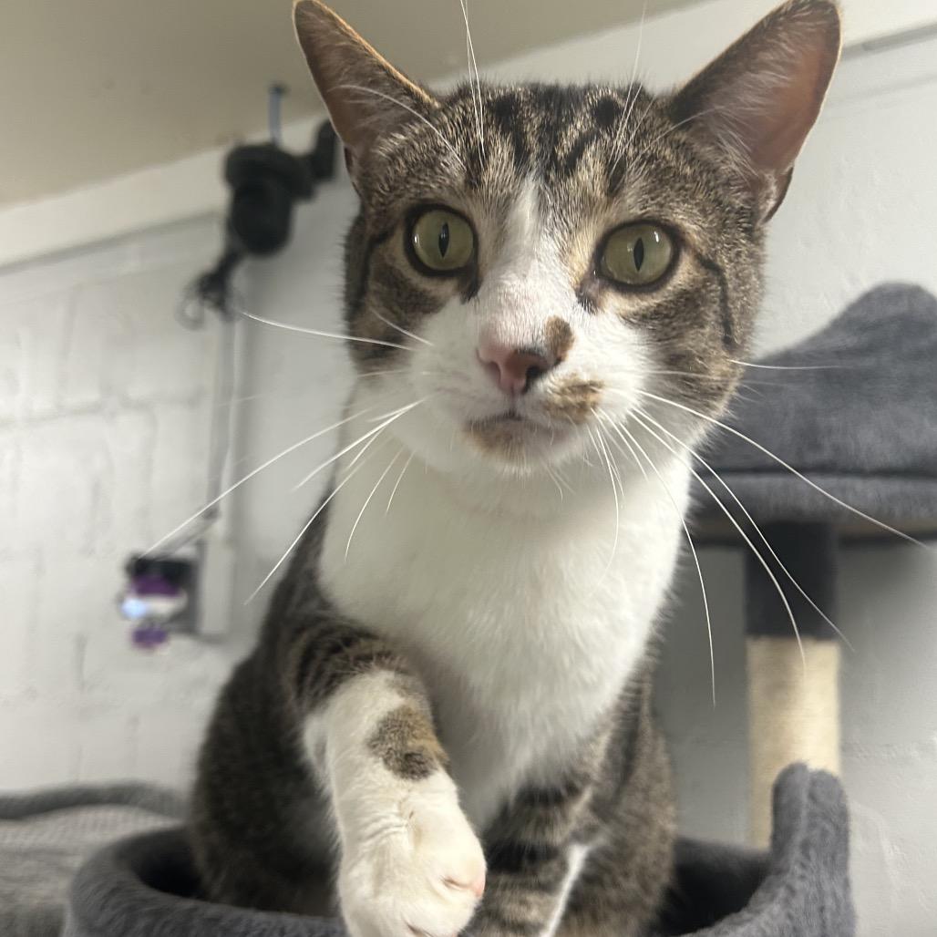 Enlarge Ghost, a Adoptable Domestic Short Hair in Greenville, PA image 6/6