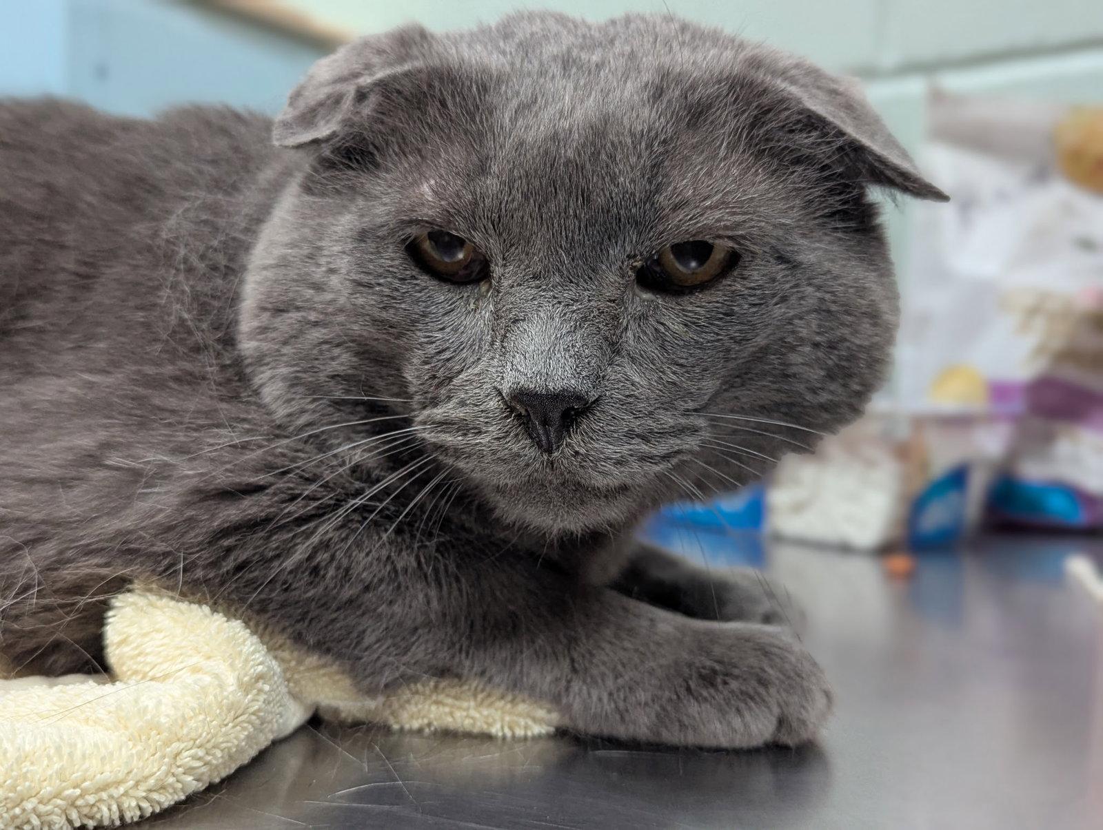 Enlarge Gray, a Adoptable Domestic Short Hair in Salem, MA image 1/1