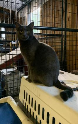 Slate, Adoptable, Young Female Domestic Short Hair & Domestic Short Hair.
