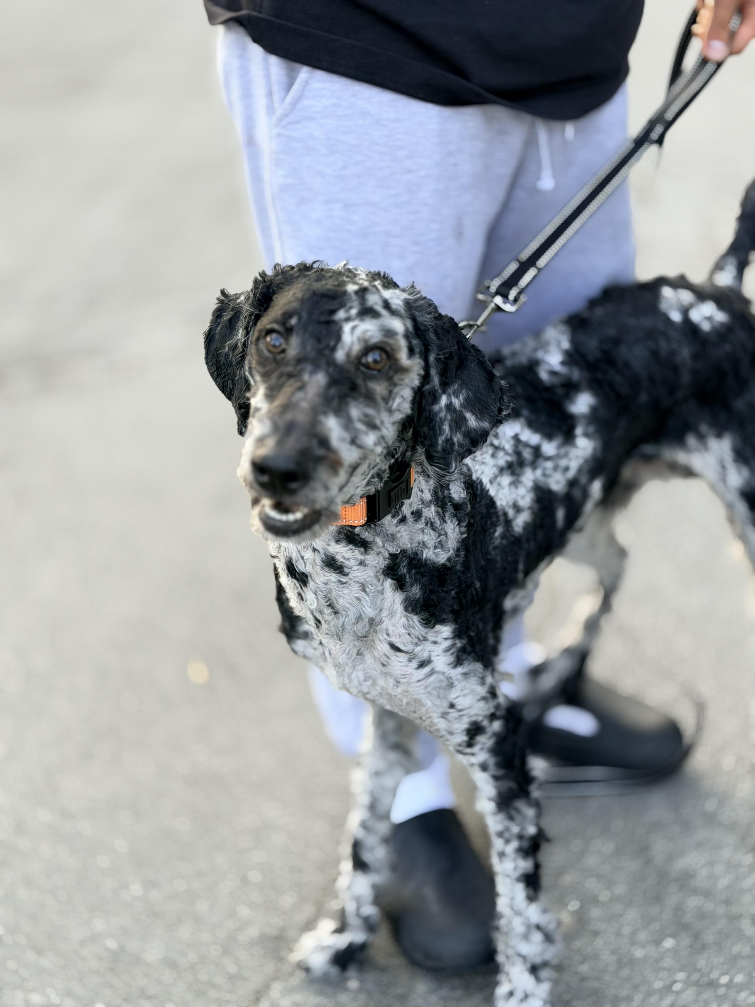 OZ, a ADOPTABLE Aussiedoodle in Sunset Beach , CA image 3/6