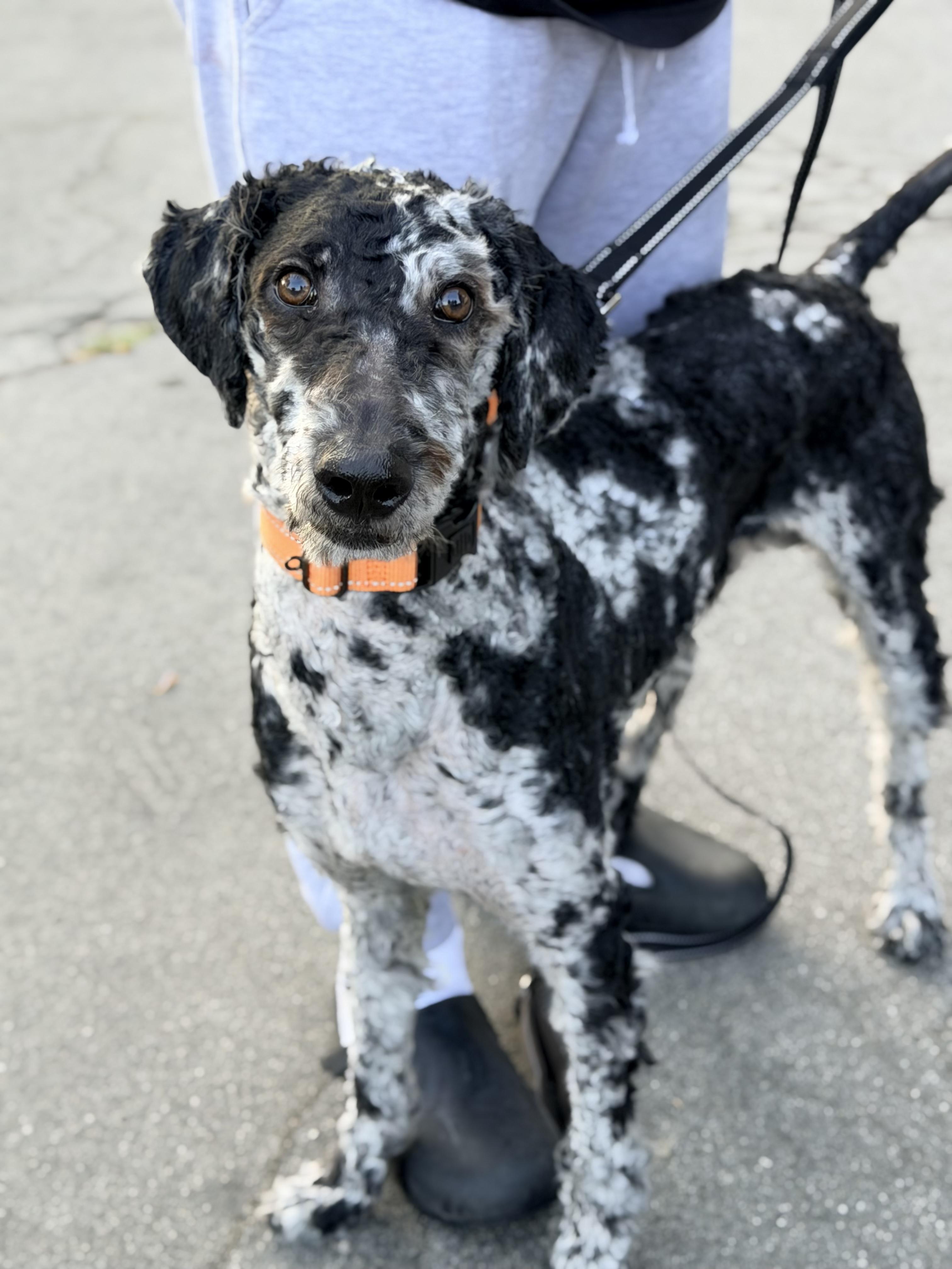 OZ, a ADOPTABLE Aussiedoodle in Sunset Beach , CA image 2/6