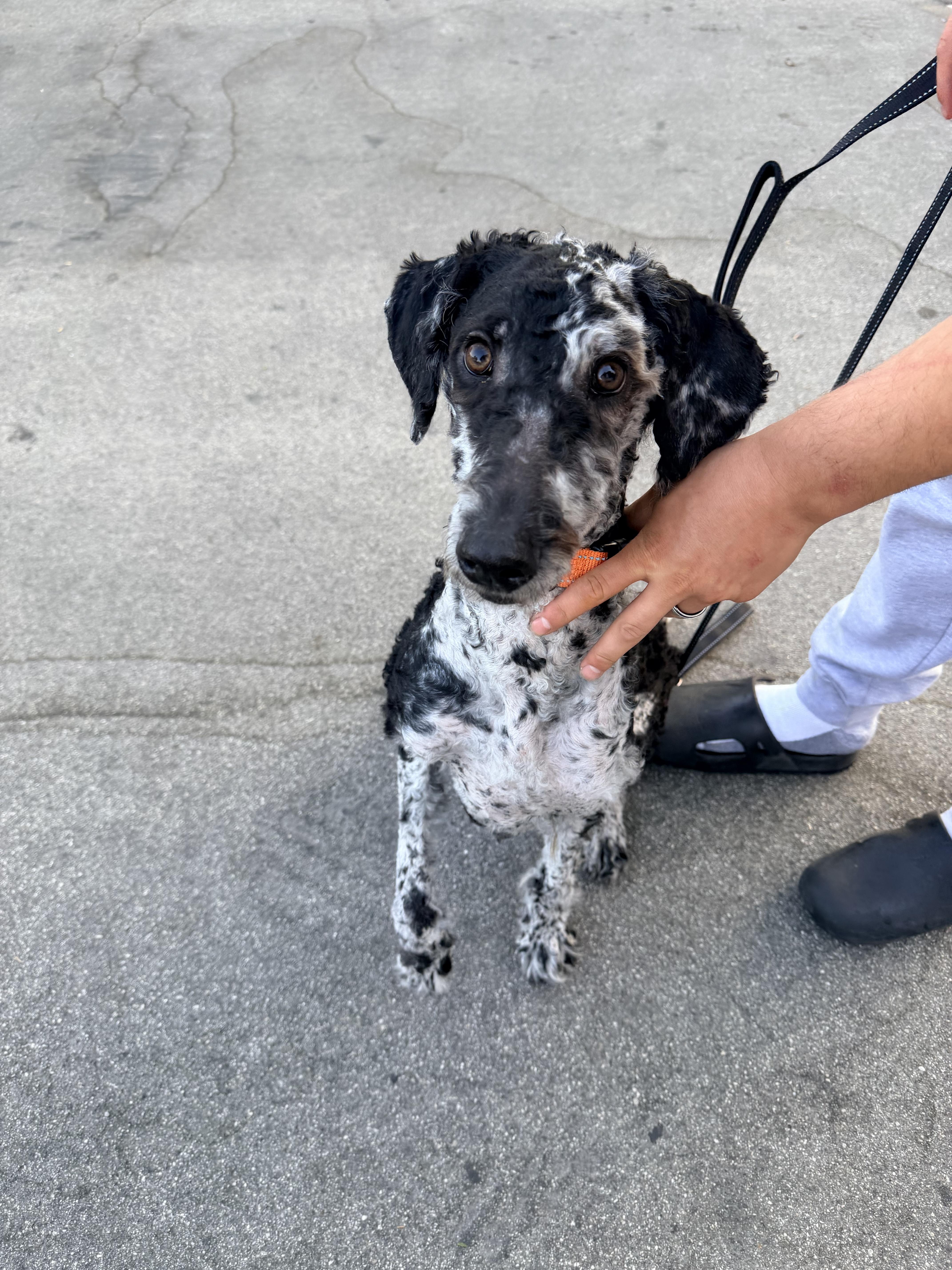 OZ, a ADOPTABLE Aussiedoodle in Sunset Beach , CA image 6/6