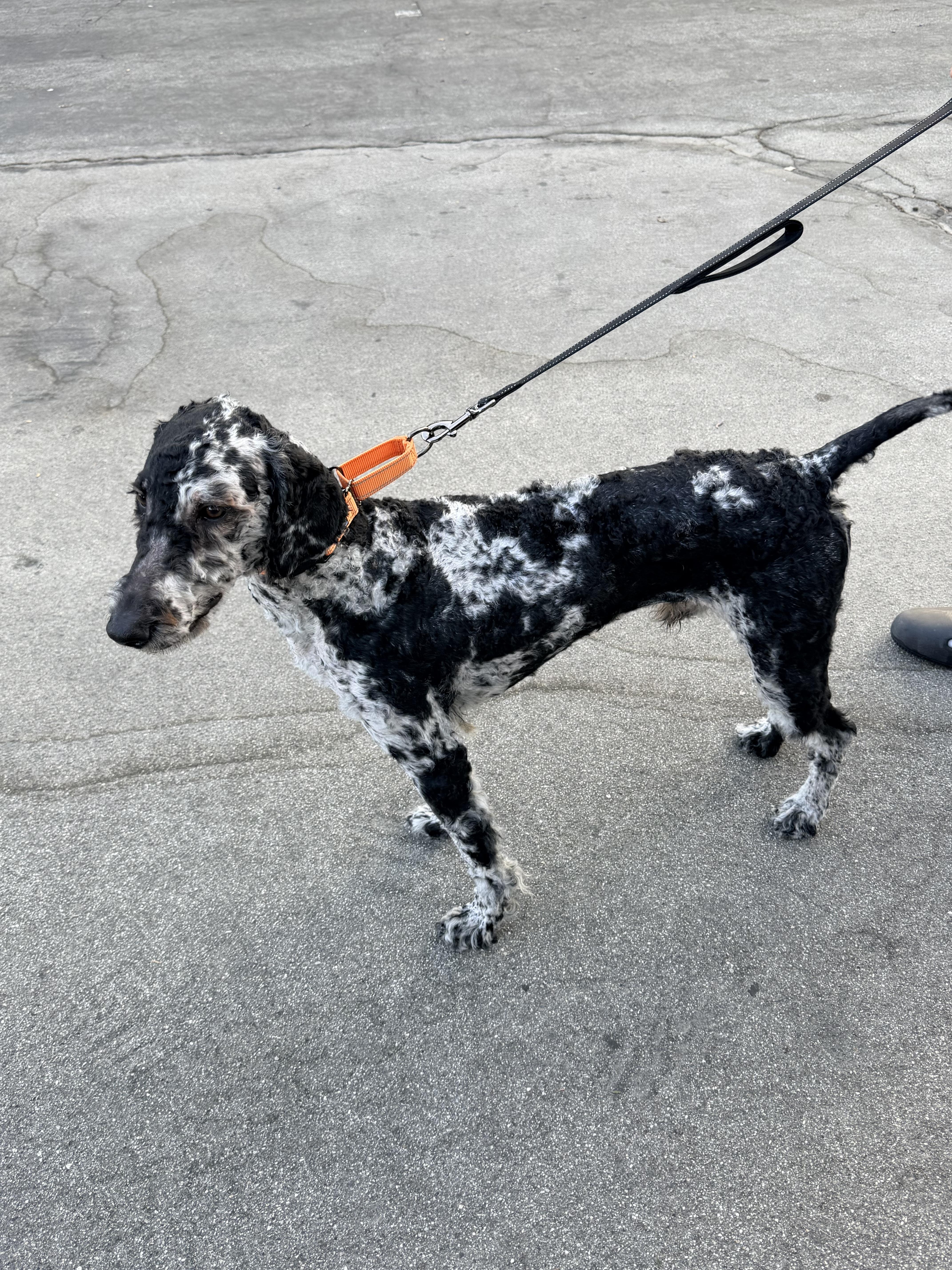 OZ, a ADOPTABLE Aussiedoodle in Sunset Beach , CA image 5/6