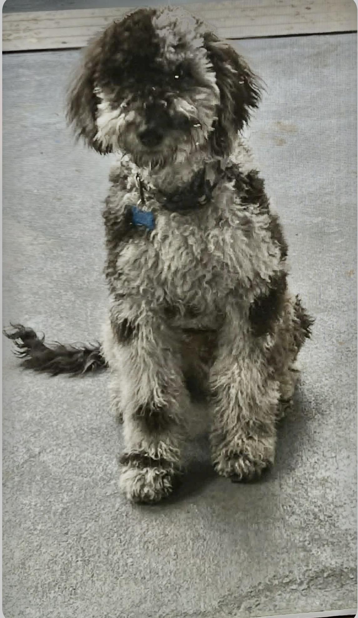 OZ, ADOPTABLE, Young Male Aussiedoodle.