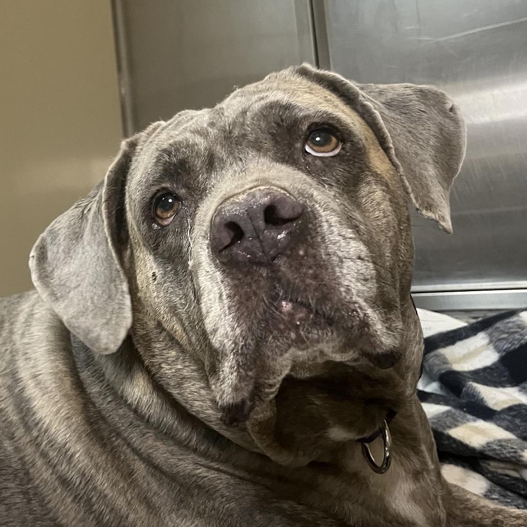 Enlarge Pretty Girl, a Adoptable mixed breed in Palm Springs, CA image 1/5