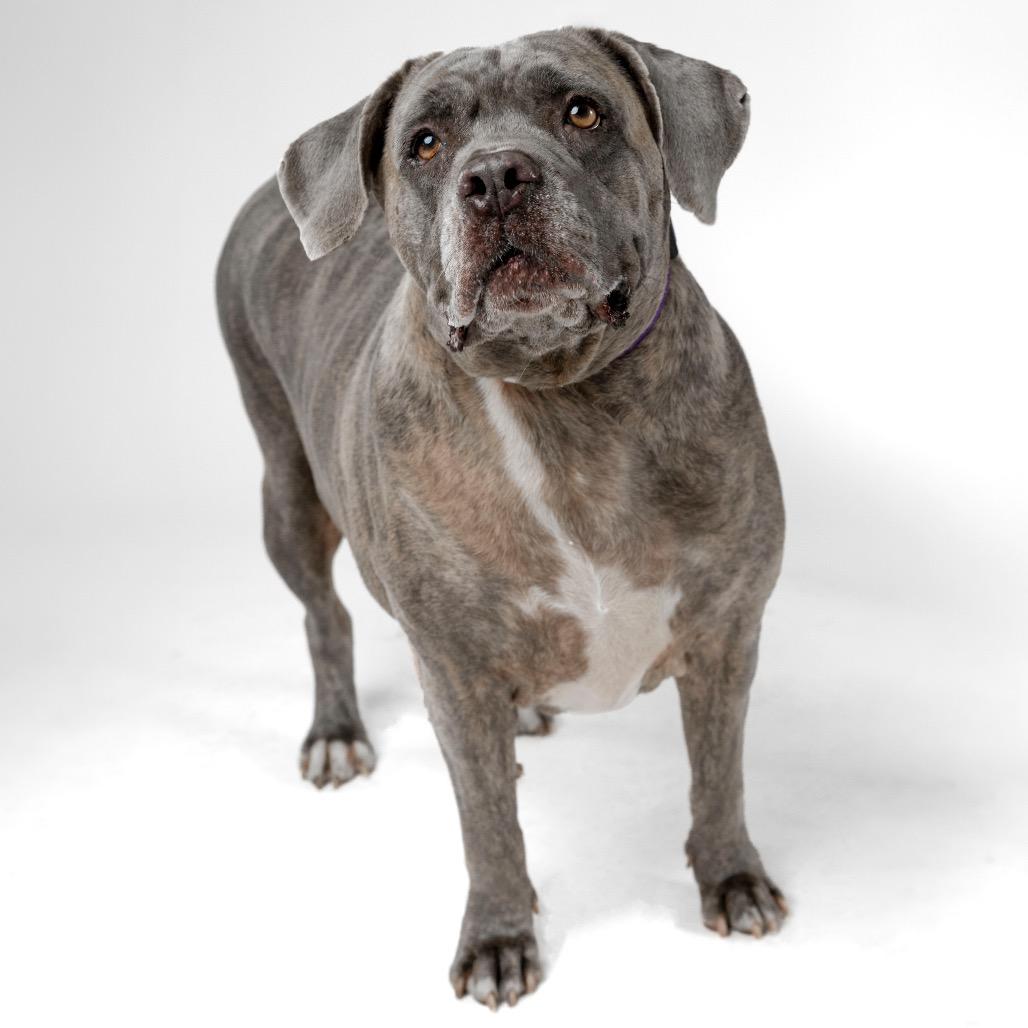 Enlarge Pretty Girl, a Adoptable mixed breed in Palm Springs, CA image 2/5