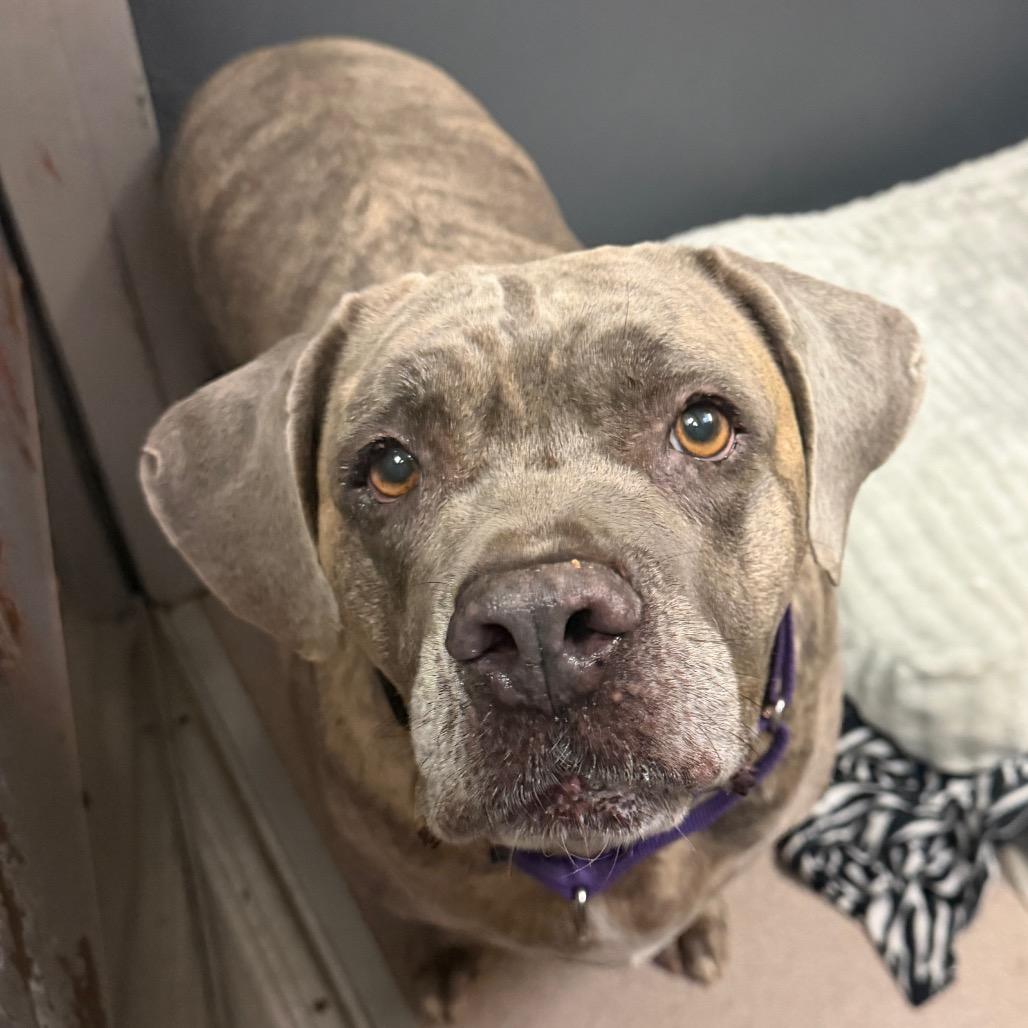 Enlarge Pretty Girl, a Adoptable mixed breed in Palm Springs, CA image 3/5