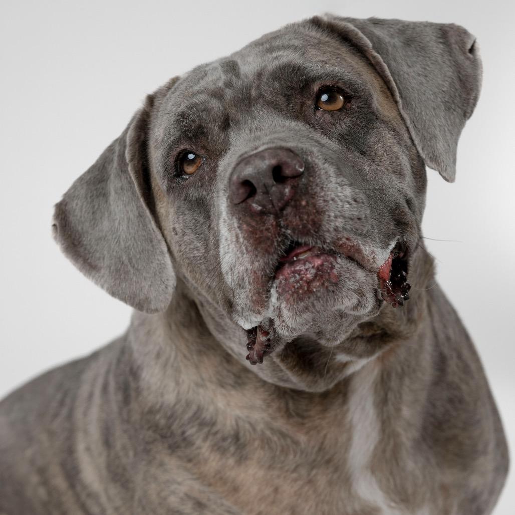 Enlarge Pretty Girl, a Adoptable mixed breed in Palm Springs, CA image 4/5