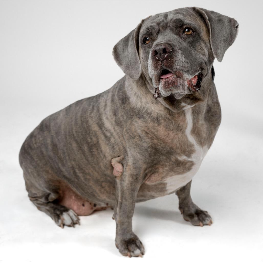 Enlarge Pretty Girl, a Adoptable mixed breed in Palm Springs, CA image 5/5