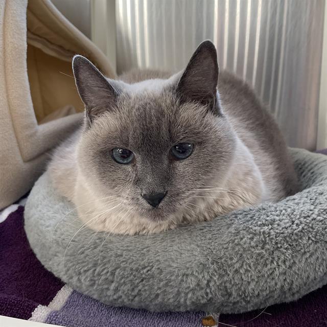 Enlarge DUMPLIN', a Adoptable Domestic Short Hair in Centerville, MA image 1/1