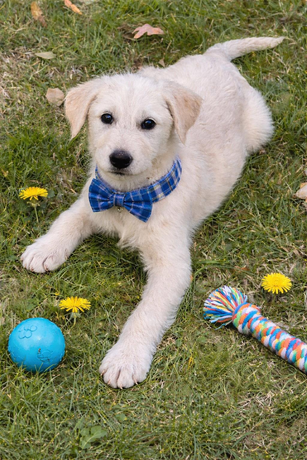 Avacado, golden doodle, a Adoptable mixed breed in Mount Laurel, NJ image 1/2