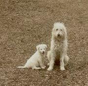 Avacado, golden doodle, a Adoptable mixed breed in Mount Laurel, NJ image 2/2