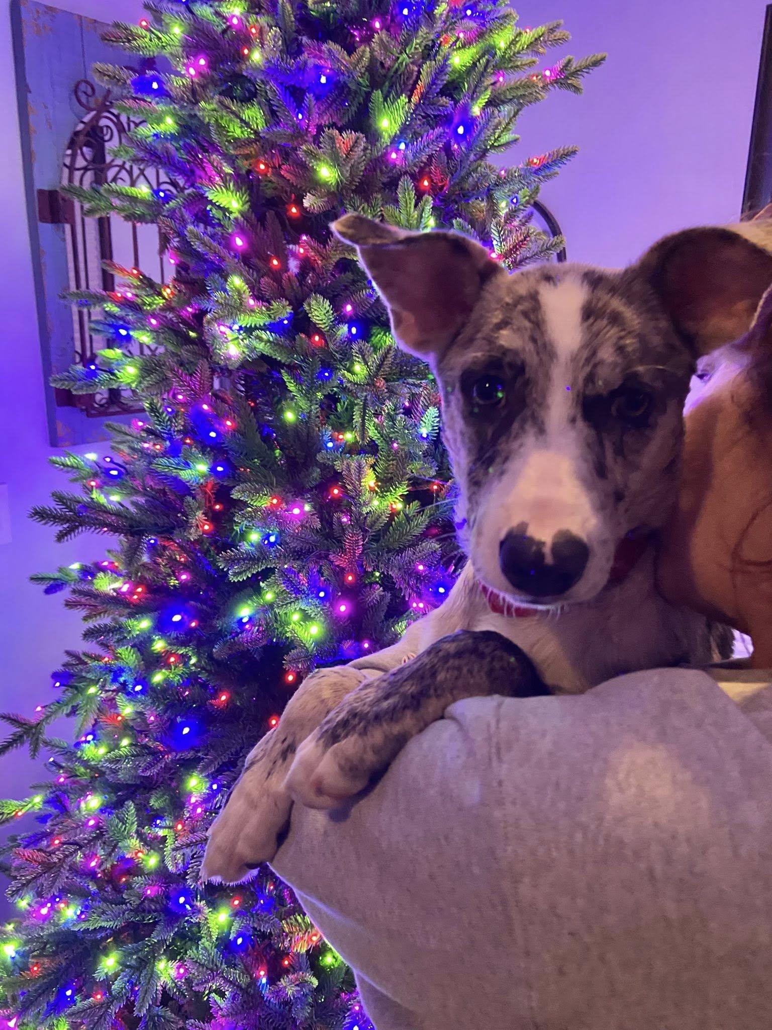 Bella the beautiful brindle, Adoptable, Puppy Female Catahoula Leopard Dog & Greyhound.